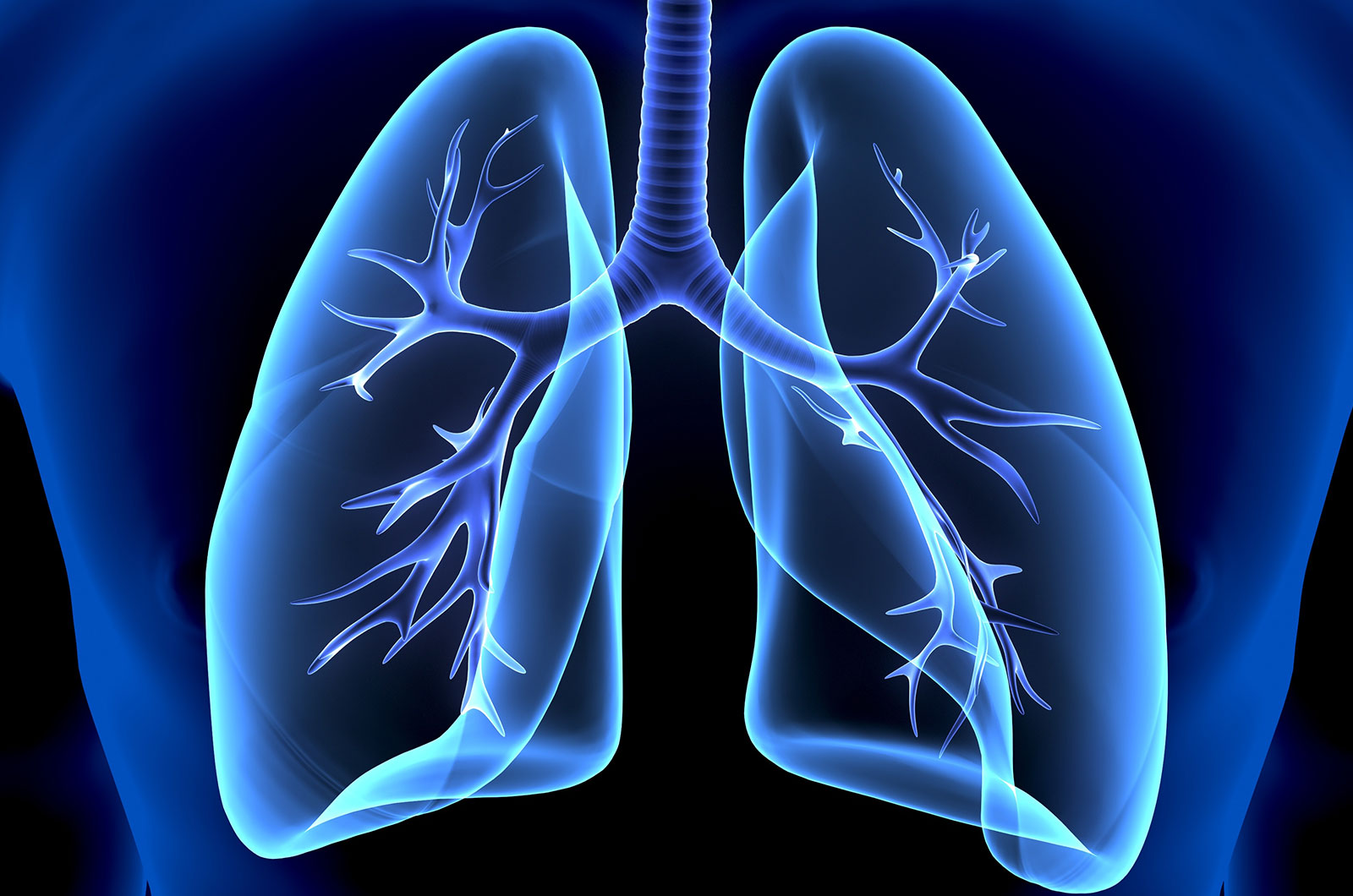 3D-Darstellung, Anatomie der menschlichen Lunge