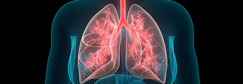 menschliche Atemwege, Lungenanatomie