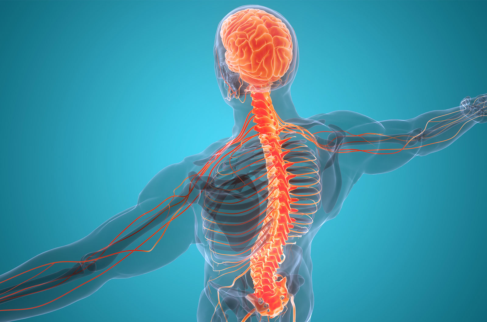 Anatomie eines Menschen mit Darstellung der Nervenzellen, Rückenmark
