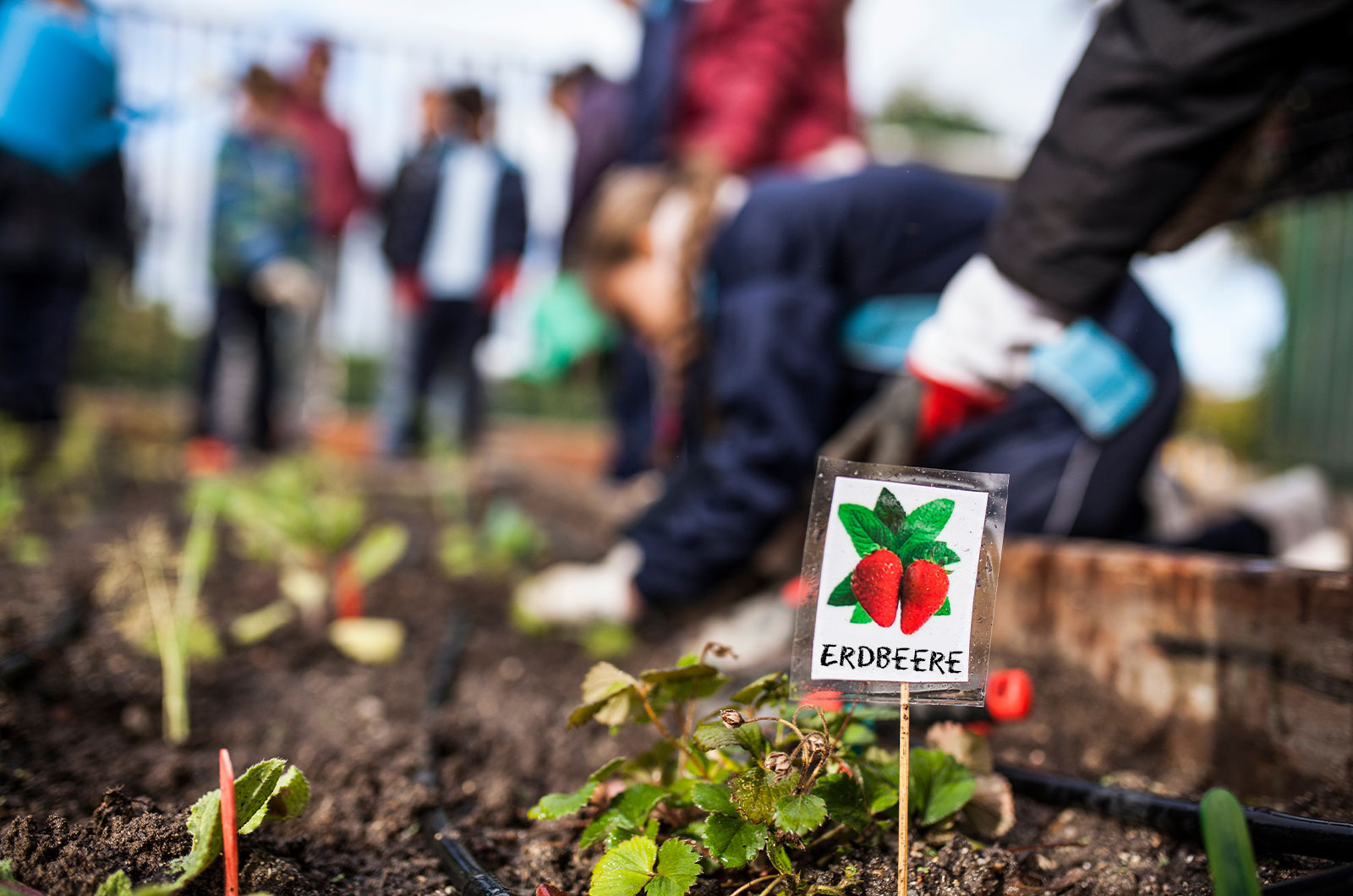 Kinder arbeiten im Schulgarten, davor ein Beschriftungsschild auf dem steht "Erdbeere"
