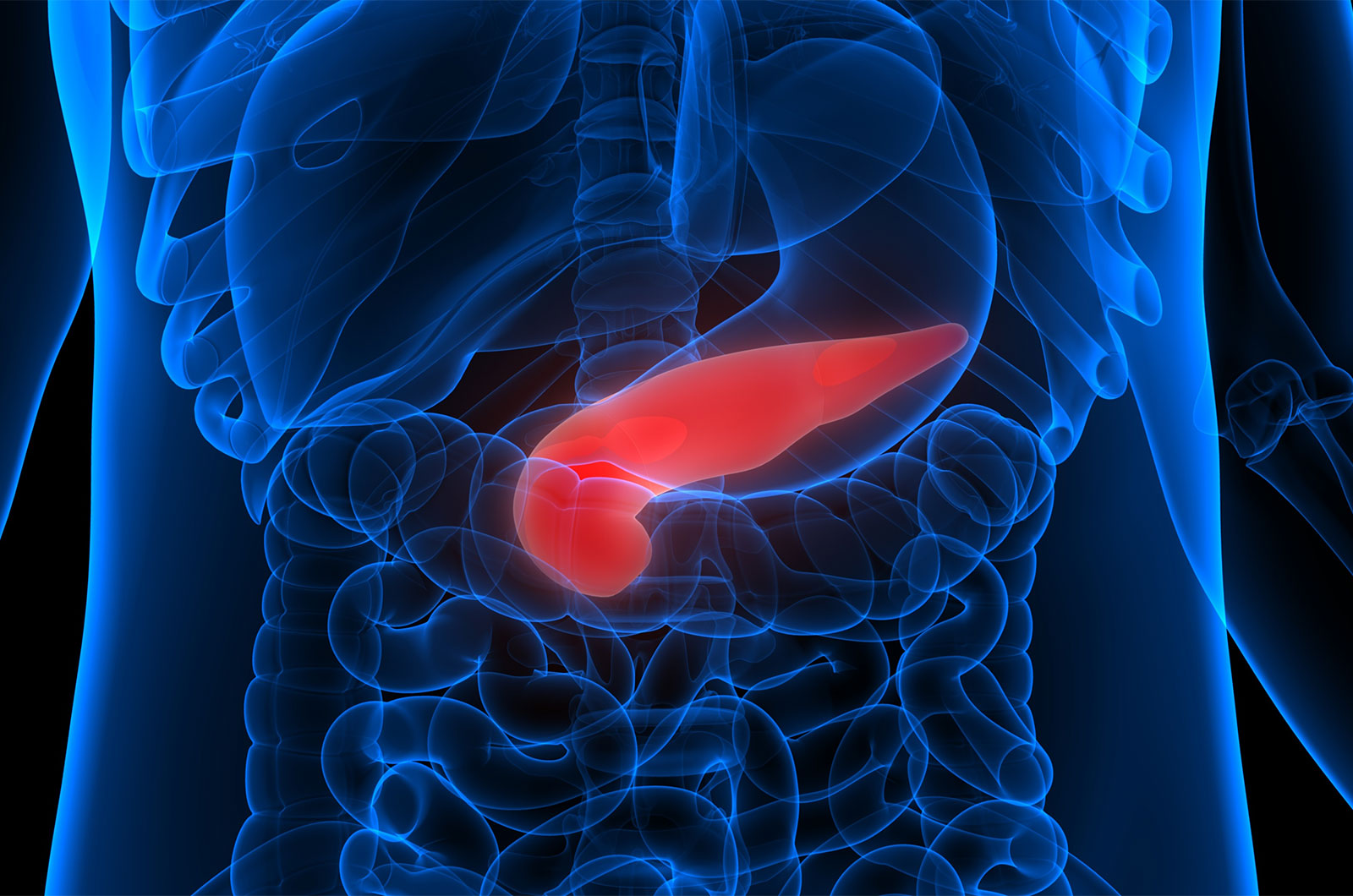 Darstellung der Bauchspeicheldrüse Anatomie des menschlichen Körpers, Darstellung der Bauchspeicheldrüse