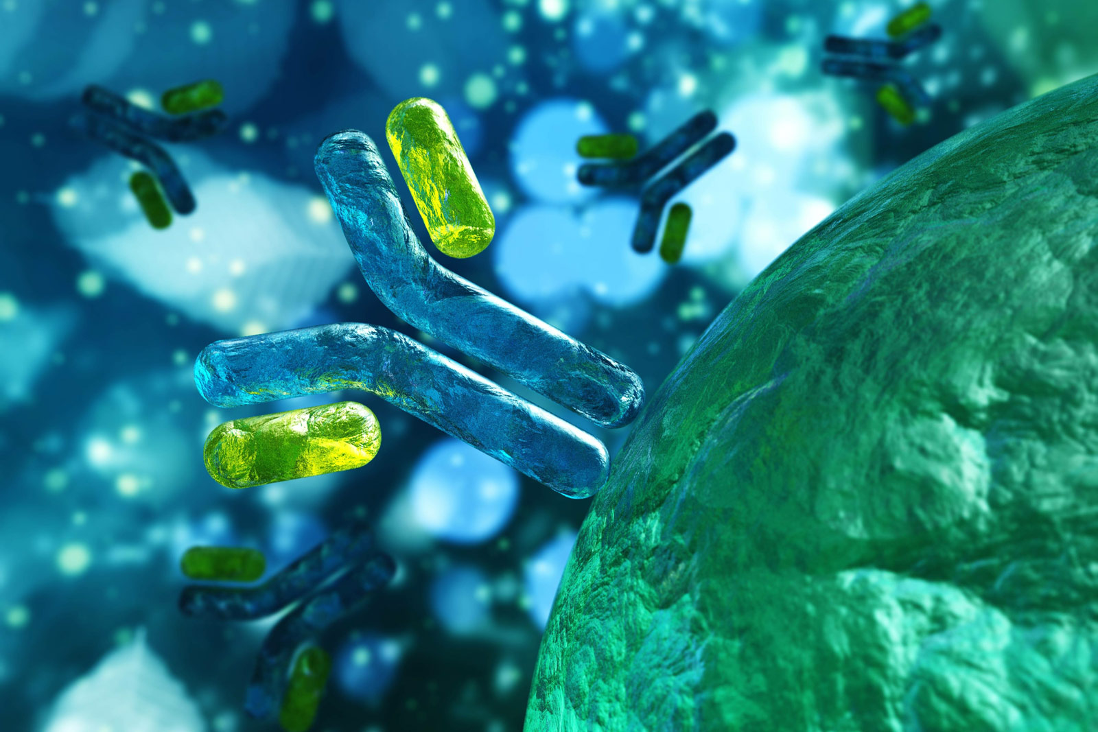 Ein Antikörper an einer Zelle Ein Antikörper an einer Zelle