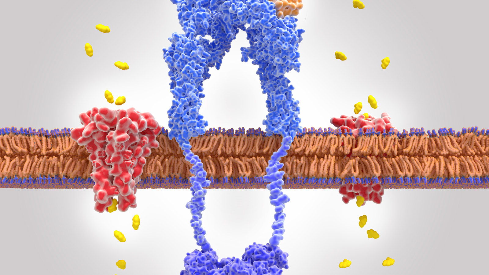Insulin Insulinmolekül