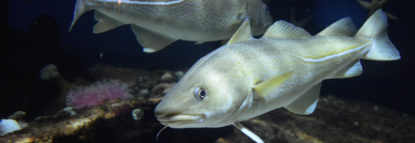 2 Fische im Meer in entgegengestzte Richtung schwimmend